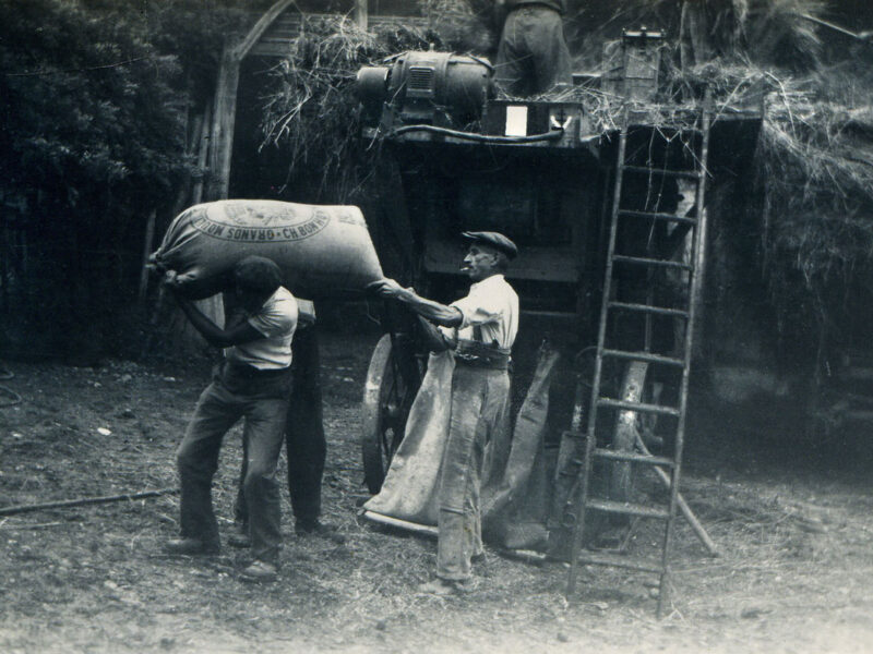 La batteuse aux Envers - Chargement des sacs de grains. Alphonse et Antoine CHAMPON.