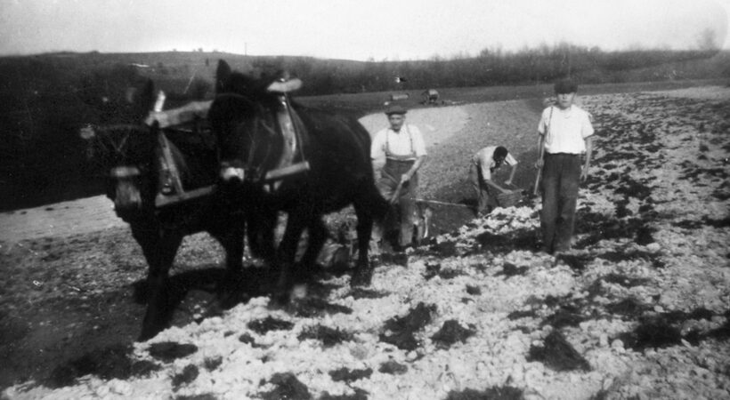 Plantation des pommes de terre aux Envers, mai 1944. Antoine CHAMPON, Alphonse CHAMPON et Noël VALLET