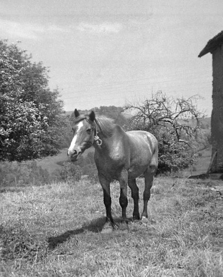 Coquet, cheval courageux et fidèle compagnon de travail de Paul DURAND (père de Jean-Pierre), a partagé de nombreuses années à ses côtés - Mon Cœur, années 1960.